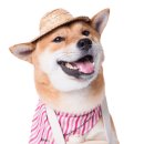 퍼스트 독 앤 캣 이미지