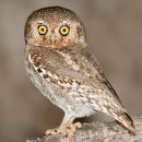 【요정올빼미(Charadrius mongolus)】 「올빼미류 가운데 가장 작기 때문에 붙인 이름」 이미지