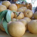 선황농장 이미지