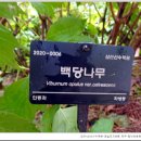 백당수목원 티스토리