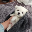 베리독 강아지고양이 평택본점 이미지