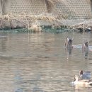 오리사냥 이미지