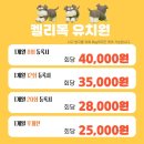 엄지유치원 | 강아지유치원 비용 주2일부터 시작한 강남 켈리독 후기