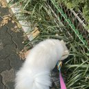 우프밀(woofmeal) 이미지