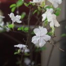 열미리보건진료소 이미지