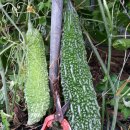 여주-0913 이미지