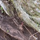 강원도 평창, 자연방임 13년근 산더덕 50% 맛보기 이벤트 이미지