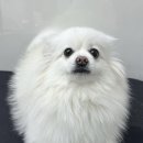 그루머솔 이미지