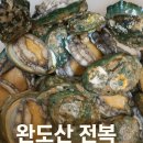 완도산 전복 효능 대공개! 바다의 산삼이라 불리는 이유