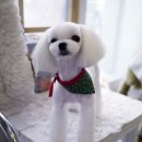 포비 펫 살롱 이미지