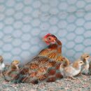 이화유치원 이미지