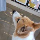 만두네살롱 이미지