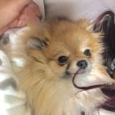 토베스트 동물병원 이미지