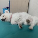 오라켄넬 이미지