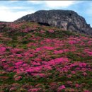 (얼레빗 4516호) 봄이면 산철쭉이 경이로운 선작지왓 이미지