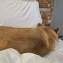 개덩이네 하우스 이미지