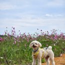 장흥군회진면보건지소 이미지