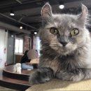 냐옹냐옹고양이카페 이미지