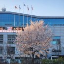 본도시락 사천점 | 4월 6일 ~ 4월 12일