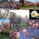 10월24일 매화(Prunus Mume) [國際聯合日],[사과데이] 이미지