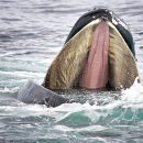 ​우리가 혹등고래를 사랑하는 이유와 그들이 절실히 필요한 이유 이미지