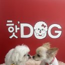 핫!Dog 이미지