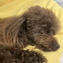 체리펜션 이미지