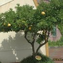 신효동-23 이미지