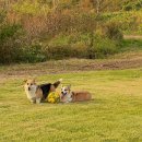코기절미 | 🏞 고양 행주산성 카페 프로메나드, 커피&amp;브런치맛집 /반려견동반카페