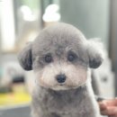 원포인트애견미용학원