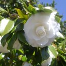 동백농장 이미지