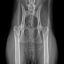 오아시스 정형외과 신경외과 동물병원 이미지