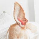 Dear My Pet 네이버블로그
