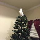 나만고양이없어 이미지