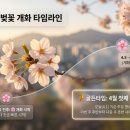하천(갑천5) | 대전 벚꽃, 언제·어디로 갈까? 2026 현지 정보 총정리