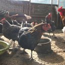 미래축산 이미지