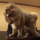 짱오농장 이미지