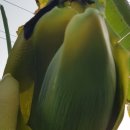 부영농원 이미지