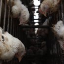 재판농장 이미지