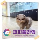 강아지분양 애견분양 퍼피플라워 중랑점 이미지