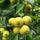 최상배농장 이미지