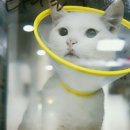 #오드아이 이미지