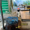 작은영토 | 내돈내산) 장흥 계곡 맛집 작은영토 재방문 후기 / 이번에는 닭볶음탕에 낮술