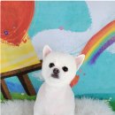 포미펫샵 이미지