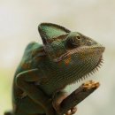 카멜레온 이미지