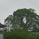 호미배수장 이미지