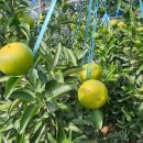 하린농장 이미지