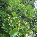 명륜동-7 이미지