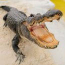 정복농장 이미지