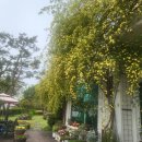 카페아델라 이미지